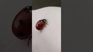 Божья коровка кусачая.