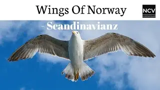 Scandinavianz - Wings Of Norway
