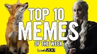 TOP 10 VIDEO MEME della SETTIMANA #4 - ScuolaZoo