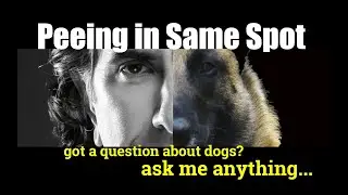 My Dog Keeps Peeing in the Same Spot - ask me anything - Dog Training
