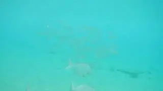 School of fishes