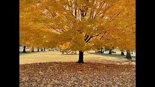 The Jane Tree | Slideshow