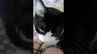 Начала новые вязальные процессы. Оказывается мой кот посланник небес. Защита от негатива. Во как🐱💐👍