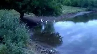 Прогулка по Камышевахе.