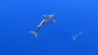 UNDER THE WATERS OF LUÇANSAY ISLAND, PAPUA NEW GUINEA