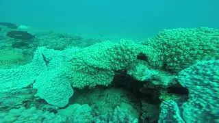 Orange bar Surgeonfish
