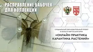 Расправление бабочек для коллекции
