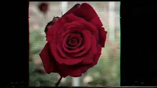 a Red Roses