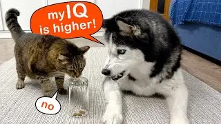 Which of My Dogs And Cats is Smarter? I'm Testing the Intelligence of Huskies And Cats! Part 2