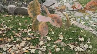 Бесплатное УДОБРЕНИЕ из опавших листьев.