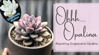 Succulent Repotting featuring Graptoveria Opalina