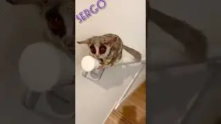 Pets..... Interesting videos 🤪😅.... Animals...Cool vid,,,,,,,,,, watch it all