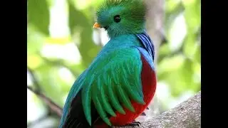 Colibris part 2 faits, Hummingbirds part 2 facts ,Quetzal, S America