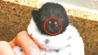 Необычный котенок пищал изо всех сил, пытаясь привлечь внимание к себе...