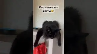 Кот Бегемот #cat #кот #animals #blackcat #funny #черныйкот #котбегемот #животное #сон #поза