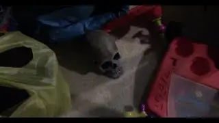 Why is there a Skull?