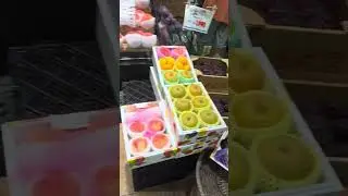 Yaponiyada ham pishiqchilik mavsumi boshlandi