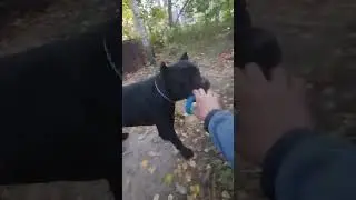 Кане Корсо негодует!!! 🔥🧨😀 #канекорсо #canecorso #dog #cat #canecorsolove #blackcanecorso