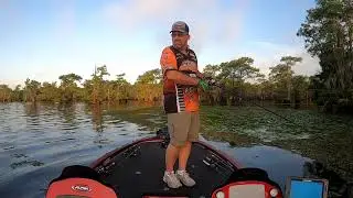 Bass and spawning carp
