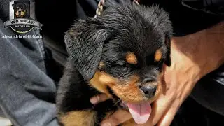 Alexandria of Gehlaut|| #puppy #rottweiler || Multi Champion Dambo Lardowik & Xia of Gehlaut|| #dog