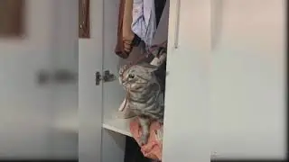 Baby Cats - Cute and Funny Cat Videos Compilation #8 | Aww Animals 