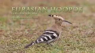 Eurasian Hoopoe visiting Finland - Huppe fasciée en visite en Finlande