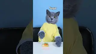 VENOM: A Good Cat Never Wastes Food!😮🤣 | Don't Waste Food  