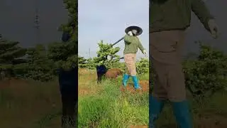 Chơi Tùng kim cương làm đa dạng cây bonsai trong vườn
