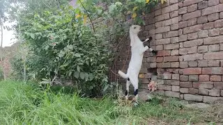 Bahut Dino ka bad phir APNI Baki ki video banai hai.