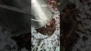 Шок😱 Майский снег. Как укрываю ценные растения