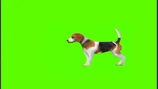 GREEN SCREEN  ' Dog walking and eating meat "......