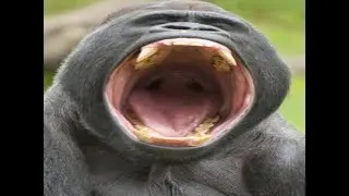 Gorilla... A Beautiful Roblox Game :()