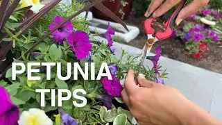 Garden Tips! Summer Care and Maintenance of Wave Petunias