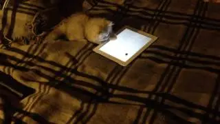 Игра для кошки на планшете (Ассолька)