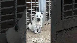 Щенки питомника ТИМЕРТАШ питомнике есть доступные щенки Также ведется запись на щенков ОСЕНЬ #алабай