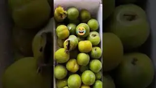 Plums Hamster 😄😅 Thoc TV #aivideo #aicat #shorts #funny #youtubeshorts