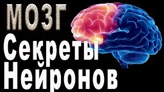 Мозг - Нейроны и их секреты - Общая информация▶