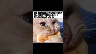 мемы с котами/коты 
