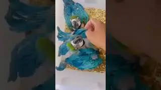 Blue Gold macaw parrot chick 