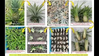 Growing Multiple Suckers from Single Pineapple Crown