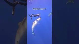 Safety is PRIORITY 🙏🏽 When Shark Diving #shark #diving #safety #behavior #biology #awareness #a