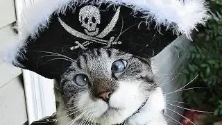 Прикольные котики 2015 Подборка угарных котов