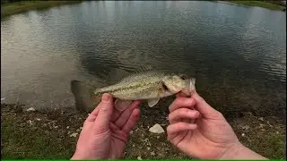 Topwater Bluegill + Bass