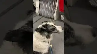 My dog seven on Ttc #shopping
