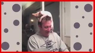 Забавные коты развлекаются! (мини подборка)