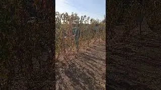 Карака Блэк на 21.10.2023г.