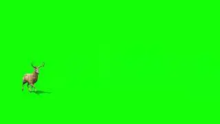 DEER GREEN SCREEN EFFECT PRESENTED BY GREEN SCREEN EFFECT