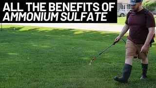Ammonium Sulfate Fertilizer For Beginners