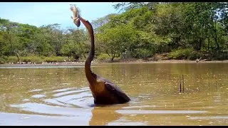 Anhinga - Tico Times