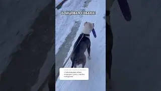 Бойцовая собака без намордника 